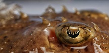 Tærbe (Amblyraja radiata). Foto: DTU Aqua