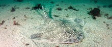 Thornback ray (Raja clavata).