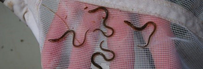 1-3 måneder gamle glasål.