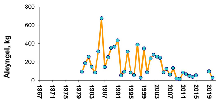 Mængden af indvandrende små ål til Gudenå (Tangeværket) 1980-2020.