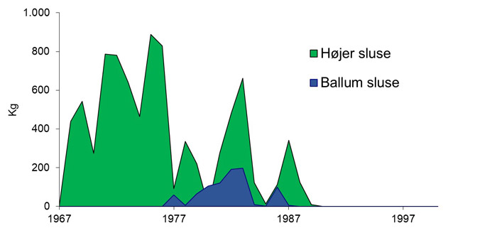 Fangst af glasål på 0,3 gram ved Højer og Ballum Sluser i perioden 1967-1990.