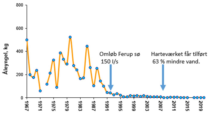 Mængden af indvandrende små ål målt ved Harteværket ved Kolding Å 1967-2020.