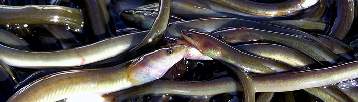 Ål (Anguilla anguilla)