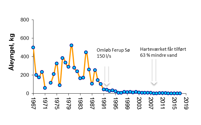 Mængden af indvandrende små ål målt ved Harteværket ved Kolding Å 1967-2017.