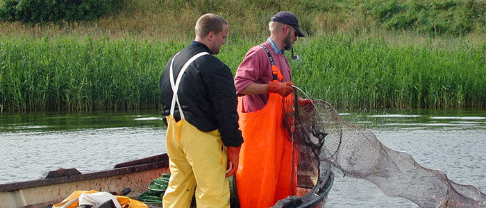 Ålen er truet.