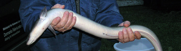 De største ål er altid hunner.