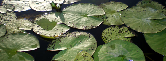 Aborren er almindelig i næsten alle danske søer
