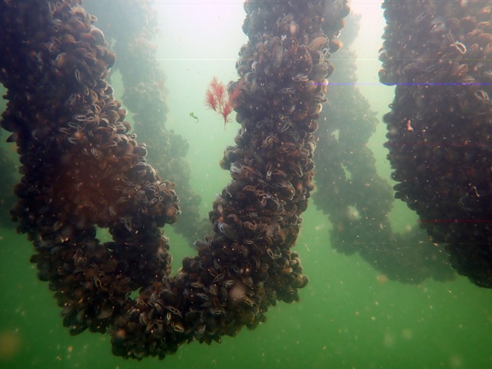 Opdræt af blåmuslinger. Foto: DTU Aqua