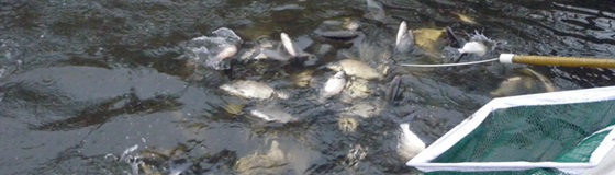 Mange brasener vandrer