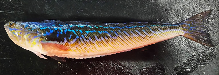 Fjæsing. Foto: Jan Werner Thomsen