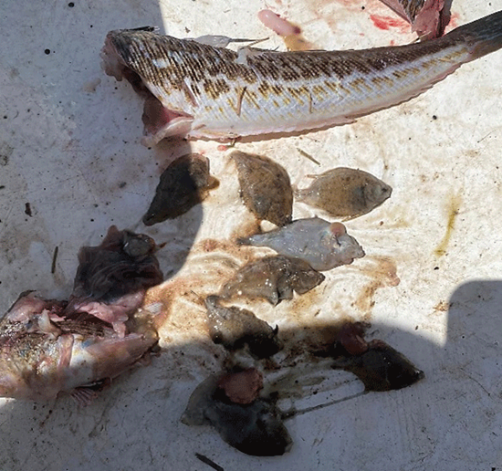 Voksen fjæsing med fladfiskeyngel i mavesækken. Foto: Steintór Debes