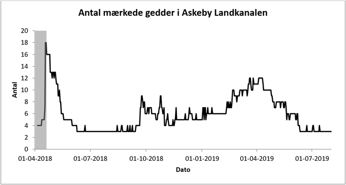 Brakvandsgedde. Antal mærkede gedder, som opholdt sig i Askeby Landkanal 