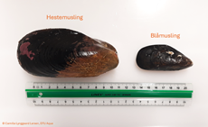 Hestemusling og blåmusling – sammenligning af størrelsen