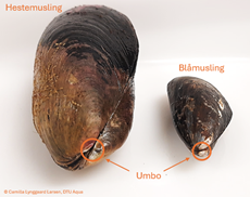 Umbo (udgangspunktet for skallens vækst) sidder ikke helt ude i spidsen af skallen på en hestemusling, som den gør på blåmusling