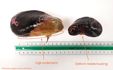 Hestemuslinger med hhv. lige og buet (deform) underkant