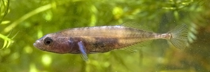  Hundestejle, ni-pigget (Gasterosteus aculeatus). Fotograf Rudmer  Zwerver - Saxifraga