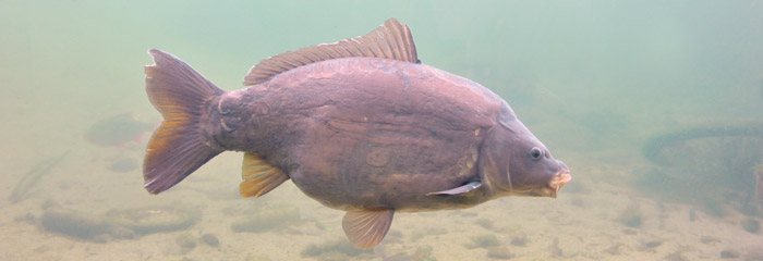 Karpen Cyprinus carpio.