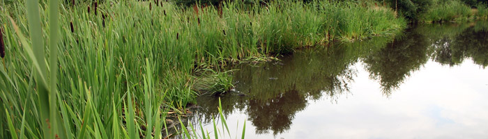 Karper findes især i de mindre søer.
