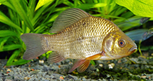 Karusse
