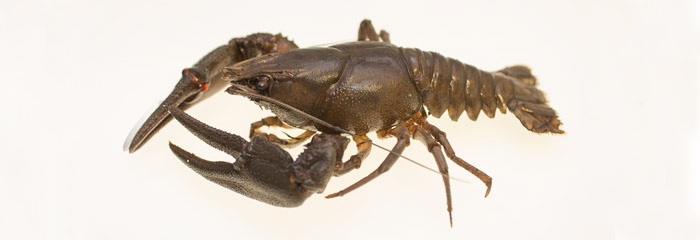 Flodkrebs (Astacus astacus)