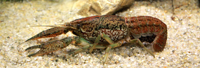 Marmorkrebs. Foto: AQUA Akvarium og Dyrepark