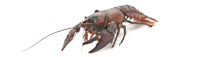 Signalkrebs - Pacifastacus leniusculus