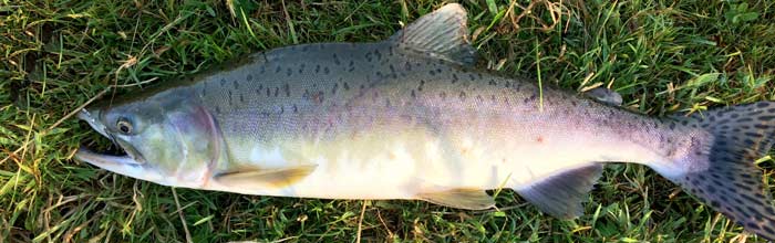 Pukkellaks fanget i Storå i august 2017