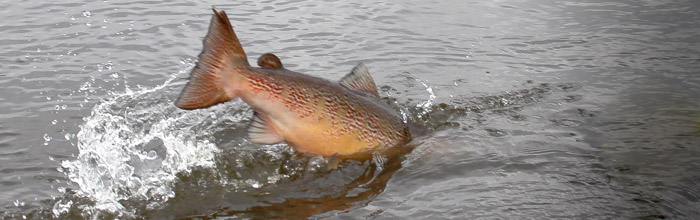 Laksekvote 2017 - Springende hanlaks fra vestjydsk vandløb