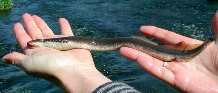 Lampret fra dansk vandløb. Lampretter er alle omfattet af EU´s habitatdirektiv.