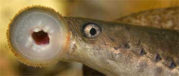 Lampretten er ikke en fisk, men tilhører gruppen kaldet rundmunde.