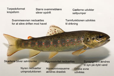 Smolten gennemgår en betydelig forandring under smoltifikationen