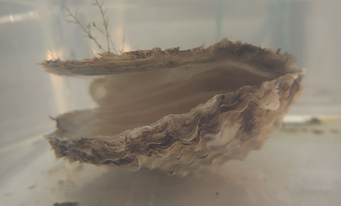 En europæisk østers i et akvarium. Foto: DTU Aqua