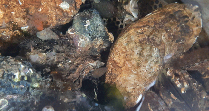 Stillehavsøsters. Foto: Dansk Skaldyrcenter