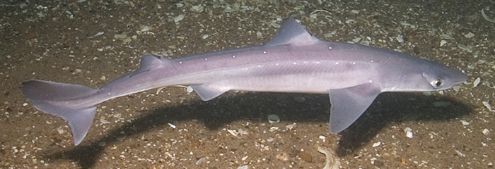 Pighaj. Foto: WikiCommons