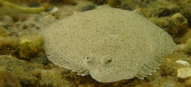 Pighvar (Psetta Maxima). Foto: Per Dolmer