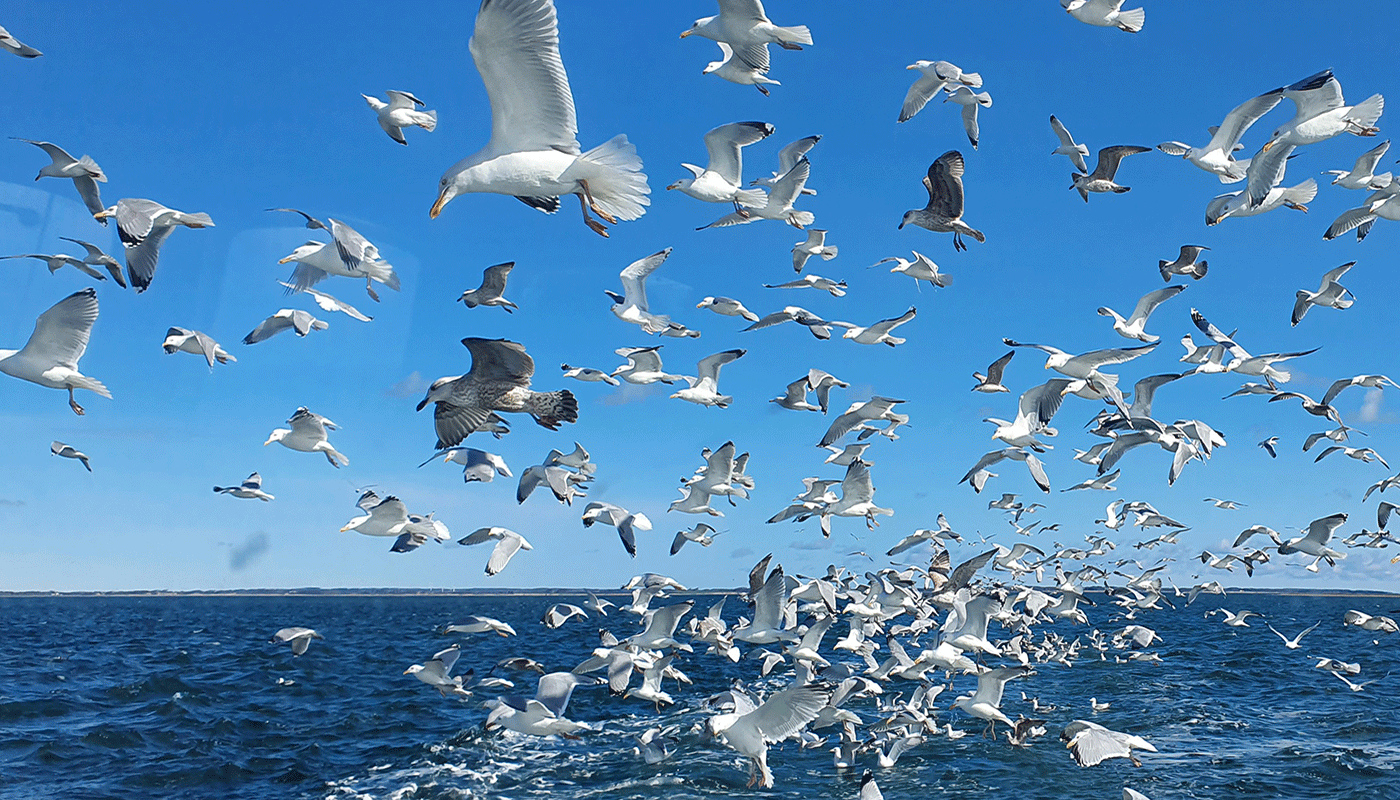 Mågerne følger sildefiskeriet. Foto: Johannes Christensen