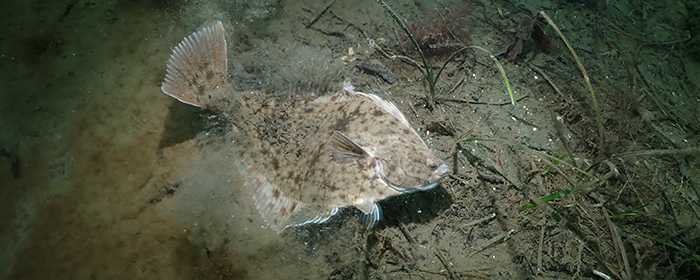 Skrubbe - Fiskepleje.dk