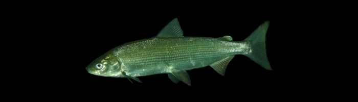 Snæbel (Coregonus oxyrhynchus L.) Foto: Søren Berg. 