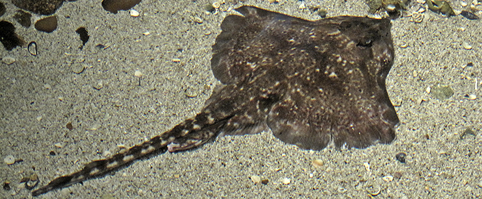 Sømrokke. Foto: Bj.schoenmakers via Wikimedia Commons