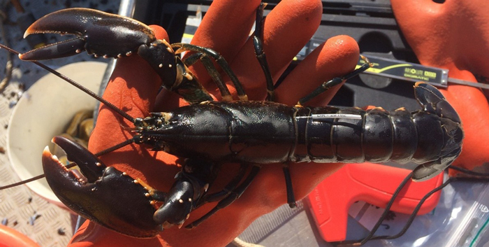 Sort hummer. Foto: Mette K. Schiønning