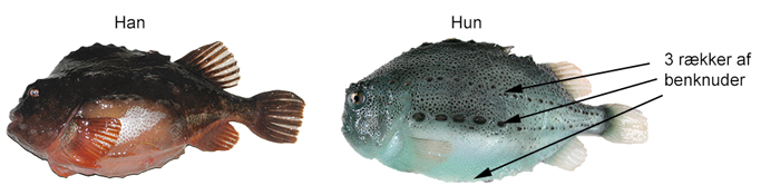 Han- og hunstenbider