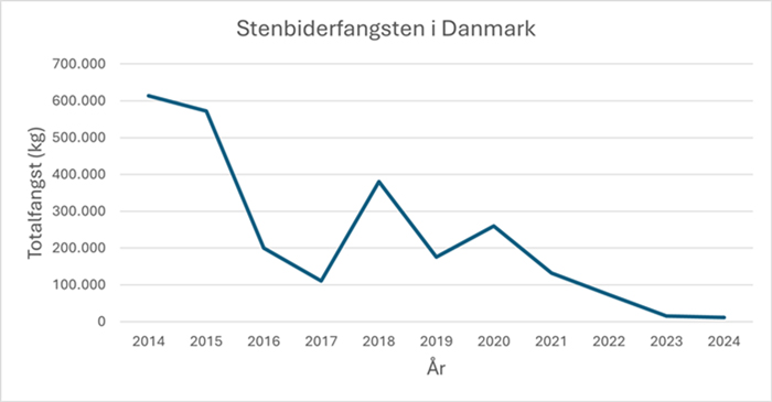Fangst af stenbider i perioden 2014-2024