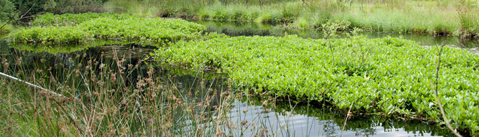 Suderen gyder i tæt vegetation.