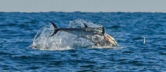 Springende tun i dansk farvand - bemærk at byttefisk springer lige foran tunen. Fotograf Alexander Bloemer