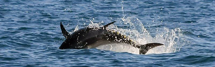 Blåfinnet tun springer i dansk farvand. Fotograf Alexander Bloemer