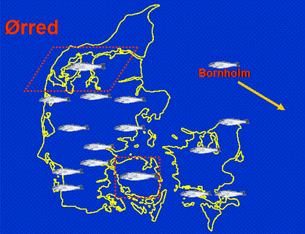 Kort over danske ørredbestande, som DTU Aqua har undersøgt