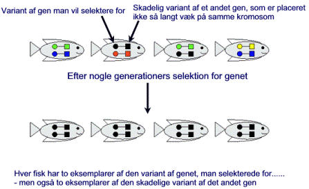 Figuren viser, hvordan bevidst udvælgelse af fisk mindsker den genetiske variation