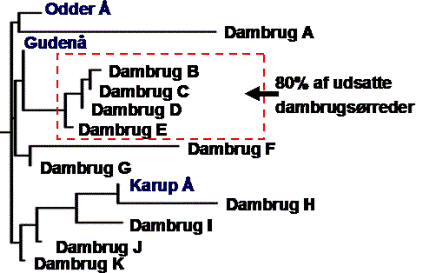 Figur, der viser, hvordan ørreddambrugsstammer er beslægtet