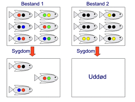 Figur, som viser to fiskebestande med forskellig genetisk variation