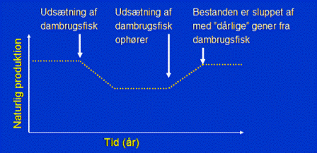 Figur 3 - Udsætning af dambrugsfisk kan nedsætte produktionen af vilde fisk